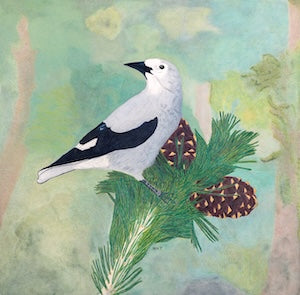 Clark's Nutcracker Art Print