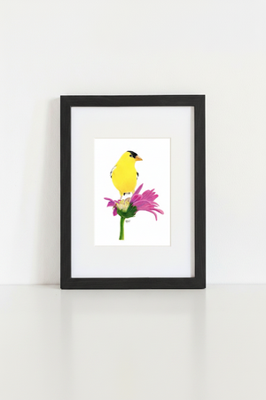 American Goldfinch Art Print