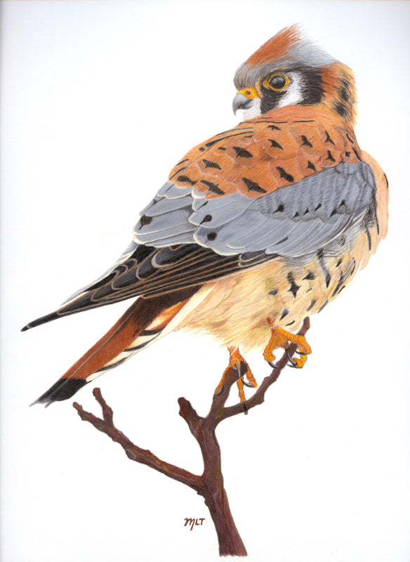 American Kestrel Art Print