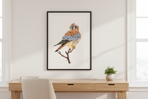 American Kestrel Art Print