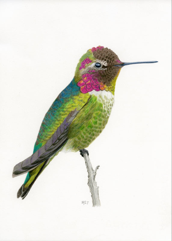 Anna's Hummingbird Art Print