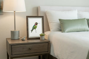 Anna's Hummingbird Art Print