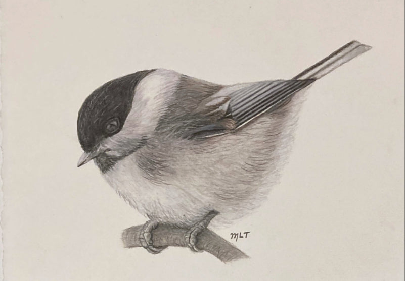 Black-capped Chickadee Art Print