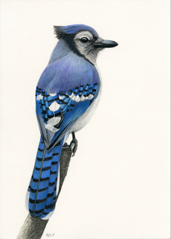 Blue Jay Art Print