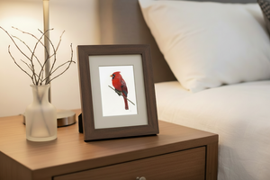 Northern Cardinal Art Print