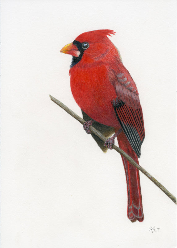 Northern Cardinal Art Print