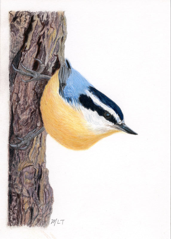 Red-breasted Nuthatch Art Print