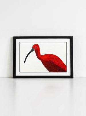 Scarlet Ibis Art Print