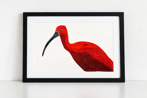 Scarlet Ibis Art Print