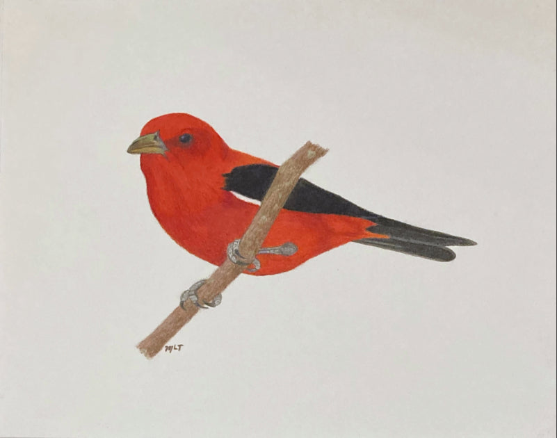 Scarlet Tanager Art Print