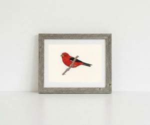 Scarlet Tanager Art Print