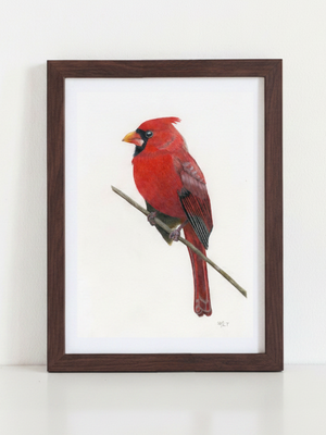 Northern Cardinal Art Print in dark walnut frame