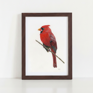 Northern Cardinal Art Print in dark walnut frame