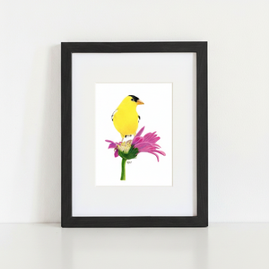 American Goldfinch Art Print in black frame