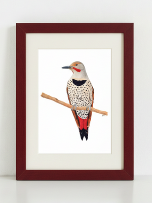 Northern Flicker Art Print in dark red frame