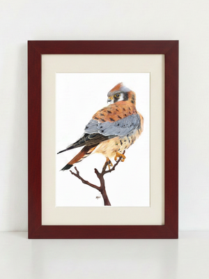 American Kestrel Art Print in mahogany frame