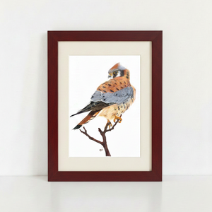 American Kestrel Art Print in mahogany frame