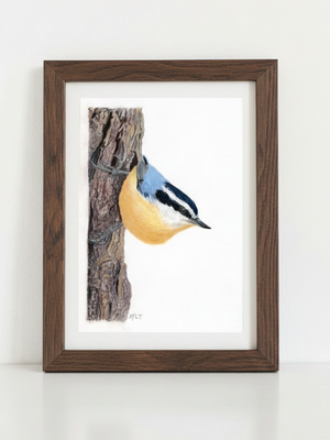 Red-breasted Nuthatch Art Print in dark walnut frame