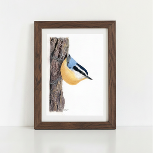 Red-breasted Nuthatch Art Print in dark walnut frame