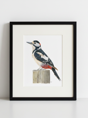Greater Spotted Woodpecker Art Print in black frame