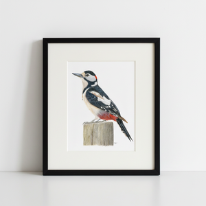 Greater Spotted Woodpecker Art Print in black frame