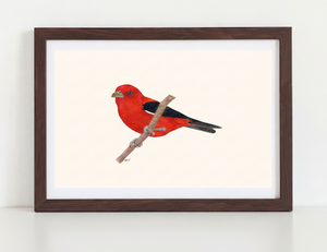 Scarlet Tanager Art Print in dark walnut frame