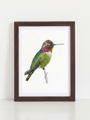 Anna's Hummingbird Art Print in dark walnut frame