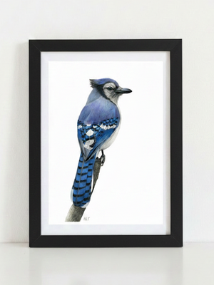 Blue Jay Art Print in matte black frame