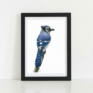 Blue Jay Art Print in matte black frame